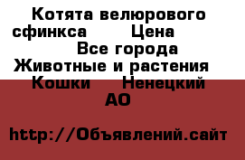 Котята велюрового сфинкса. .. › Цена ­ 15 000 - Все города Животные и растения » Кошки   . Ненецкий АО